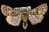  ( - CNCNoctuoidea7457)  @14 [ ] Unspecified (default): All Rights Reserved  Unspecified Unspecified
