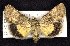  ( - CNCNoctuoidea7487)  @13 [ ] Unspecified (default): All Rights Reserved  Unspecified Unspecified