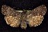  ( - CNCNoctuoidea7532)  @14 [ ] Unspecified (default): All Rights Reserved  Unspecified Unspecified