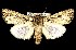  ( - CNCNoctuoidea7602)  @14 [ ] Unspecified (default): All Rights Reserved  Unspecified Unspecified