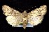  (Euxoa annulipes - CNCNoctuoidea7625)  @14 [ ] Unspecified (default): All Rights Reserved  Unspecified Unspecified