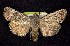  ( - CNCNoctuoidea7636)  @13 [ ] Unspecified (default): All Rights Reserved  Unspecified Unspecified