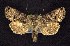 (Abrostola urentis - CNCNoctuoidea7681)  @14 [ ] Unspecified (default): All Rights Reserved  Unspecified Unspecified