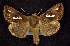  ( - CNCNoctuoidea7691)  @13 [ ] Unspecified (default): All Rights Reserved  Unspecified Unspecified