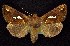  ( - CNCNoctuoidea7693)  @14 [ ] Unspecified (default): All Rights Reserved  Unspecified Unspecified
