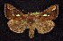  ( - CNCNoctuoidea7694)  @14 [ ] Unspecified (default): All Rights Reserved  Unspecified Unspecified