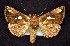  ( - CNCNoctuoidea7695)  @14 [ ] Unspecified (default): All Rights Reserved  Unspecified Unspecified