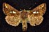  (Plusia nichollae - CNCNoctuoidea7701)  @14 [ ] Unspecified (default): All Rights Reserved  Unspecified Unspecified