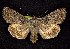  (Anarta hamata - CNCNoctuoidea7716)  @14 [ ] Unspecified (default): All Rights Reserved  Unspecified Unspecified