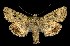  (Anarta inconcinna - CNCNoctuoidea7718)  @13 [ ] Unspecified (default): All Rights Reserved  Unspecified Unspecified