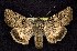  (Anarta alta - CNCNoctuoidea7721)  @14 [ ] Unspecified (default): All Rights Reserved  Unspecified Unspecified
