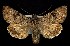  ( - CNCNoctuoidea7722)  @13 [ ] Unspecified (default): All Rights Reserved  Unspecified Unspecified