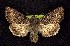  (Anarta oregonica - CNCNoctuoidea7723)  @13 [ ] Unspecified (default): All Rights Reserved  Unspecified Unspecified