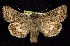  (Anarta columbica - CNCNoctuoidea7726)  @15 [ ] Unspecified (default): All Rights Reserved  Unspecified Unspecified