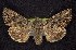  (Anarta crotchii ps2 - CNCNoctuoidea7727)  @14 [ ] Unspecified (default): All Rights Reserved  Unspecified Unspecified