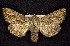  ( - CNCNoctuoidea7728)  @14 [ ] Unspecified (default): All Rights Reserved  Unspecified Unspecified