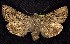  (Anarta crotchii - CNCNoctuoidea7729)  @15 [ ] Unspecified (default): All Rights Reserved  Unspecified Unspecified