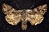  ( - CNCNoctuoidea7730)  @15 [ ] Unspecified (default): All Rights Reserved  Unspecified Unspecified