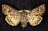  ( - CNCNoctuoidea7731)  @13 [ ] Unspecified (default): All Rights Reserved  Unspecified Unspecified