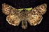  ( - CNCNoctuoidea7732)  @13 [ ] Unspecified (default): All Rights Reserved  Unspecified Unspecified