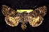  ( - CNCNoctuoidea7734)  @13 [ ] Unspecified (default): All Rights Reserved  Unspecified Unspecified