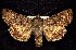  ( - CNCNoctuoidea7737)  @13 [ ] Unspecified (default): All Rights Reserved  Unspecified Unspecified