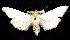  (Cucullia luna - CNCNoctuoidea7740)  @14 [ ] Unspecified (default): All Rights Reserved  Unspecified Unspecified