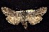  ( - CNCNoctuoidea7741)  @12 [ ] Unspecified (default): All Rights Reserved  Unspecified Unspecified