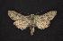  ( - CNCNoctuoidea7744)  @13 [ ] Unspecified (default): All Rights Reserved  Unspecified Unspecified