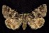  ( - CNCNoctuoidea7759)  @13 [ ] Unspecified (default): All Rights Reserved  Unspecified Unspecified