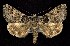  ( - CNCNoctuoidea7760)  @14 [ ] Unspecified (default): All Rights Reserved  Unspecified Unspecified