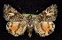  ( - CNCNoctuoidea7772)  @13 [ ] Unspecified (default): All Rights Reserved  Unspecified Unspecified