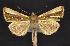  (Plusia venusta - CNCNoctuoidea10374)  @14 [ ] CreativeCommons - Attribution (2010) Unspecified Centre for Biodiversity Genomics