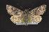  (Lasionycta phaea - CNCNoctuoidea10486)  @13 [ ] Unspecified (default): All Rights Reserved  Unspecified Unspecified