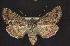  ( - CNCNoctuoidea10492)  @14 [ ] Unspecified (default): All Rights Reserved  Unspecified Unspecified