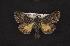  ( - CNCNoctuoidea10506)  @13 [ ] Unspecified (default): All Rights Reserved  Unspecified Unspecified