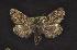  ( - CNCNoctuoidea10530)  @13 [ ] Unspecified (default): All Rights Reserved  Unspecified Unspecified