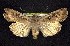  ( - CNCNoctuoidea7852)  @14 [ ] CreativeCommons - Attribution (2010) Unspecified Centre for Biodiversity Genomics