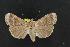  ( - CNCNoctuoidea11967)  @14 [ ] CreativeCommons - Attribution (2010) Unspecified Centre for Biodiversity Genomics