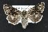  ( - CNCNoctuoidea11986)  @14 [ ] CreativeCommons - Attribution (2010) Unspecified Centre for Biodiversity Genomics