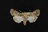  ( - CNCNoctuoidea12136)  @13 [ ] CreativeCommons - Attribution (2010) Unspecified Centre for Biodiversity Genomics