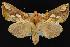  ( - CNCNoctuoidea12356)  @14 [ ] CreativeCommons - Attribution (2010) Unspecified Centre for Biodiversity Genomics