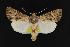  ( - CNCNoctuoidea12585)  @14 [ ] CreativeCommons - Attribution (2010) Unspecified Centre for Biodiversity Genomics