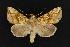 ( - CNCNoctuoidea12691)  @14 [ ] CreativeCommons - Attribution (2010) Unspecified Centre for Biodiversity Genomics