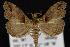  ( - CNCNoctuoidea12860)  @13 [ ] CreativeCommons - Attribution (2010) Unspecified Centre for Biodiversity Genomics