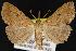 (Renia discoloralis - CNCNoctuoidea12882)  @15 [ ] CreativeCommons - Attribution (2010) Unspecified Centre for Biodiversity Genomics