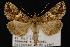  (Polychrysia morigera - CNCNoctuoidea12916)  @15 [ ] CreativeCommons - Attribution (2010) Unspecified Centre for Biodiversity Genomics