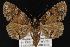  ( - CNCNoctuoidea12925)  @14 [ ] CreativeCommons - Attribution (2010) Unspecified Centre for Biodiversity Genomics