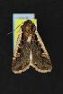  ( - CNCNoctuoidea13221)  @12 [ ] CreativeCommons - Attribution (2010) Unspecified Centre for Biodiversity Genomics