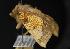  (Gortyna fortis - CNCNoctuoidea12462)  @13 [ ] CreativeCommons - Attribution (2010) Unspecified Centre for Biodiversity Genomics